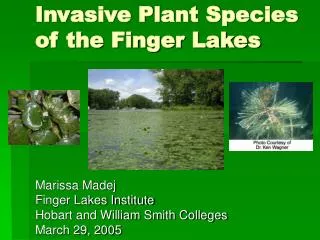 Invasive Plant Species of the Finger Lakes