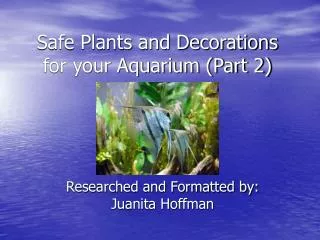 Safe Plants and Decorations for your Aquarium (Part 2)