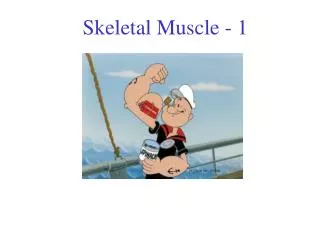 Skeletal Muscle - 1