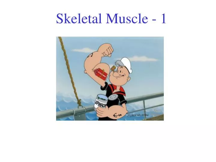 skeletal muscle 1
