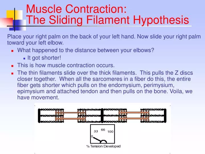 muscle contraction the sliding filament hypothesis
