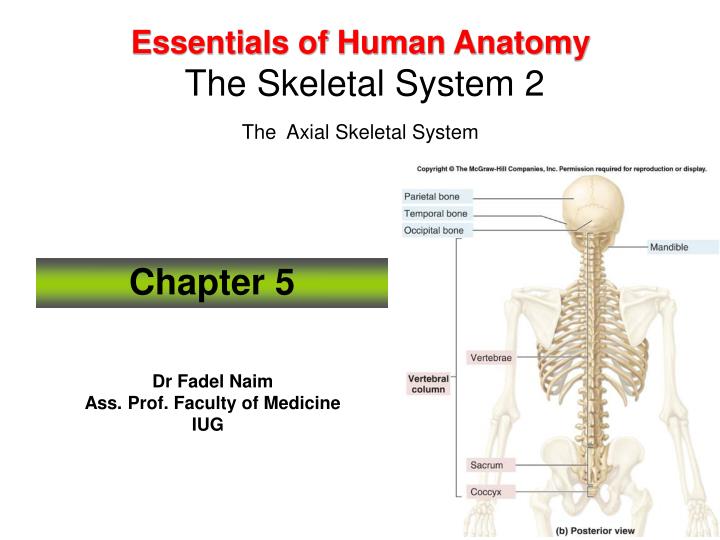 essentials of human anatomy the skeletal system 2 the axial skeletal system