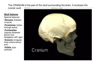 The CRANIUM is the part of the skull surrounding the brain. It encloses the cranial vault.