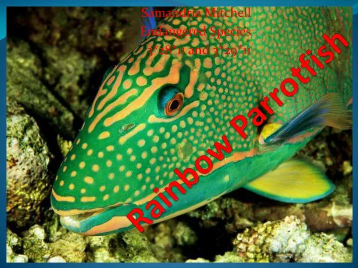 rainbow parrotfish