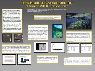 Genetic Diversity and Cryopreservation of the Endangered Wild Rice Zizania texana