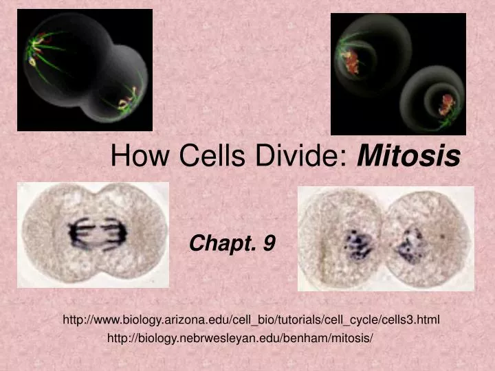 how cells divide mitosis