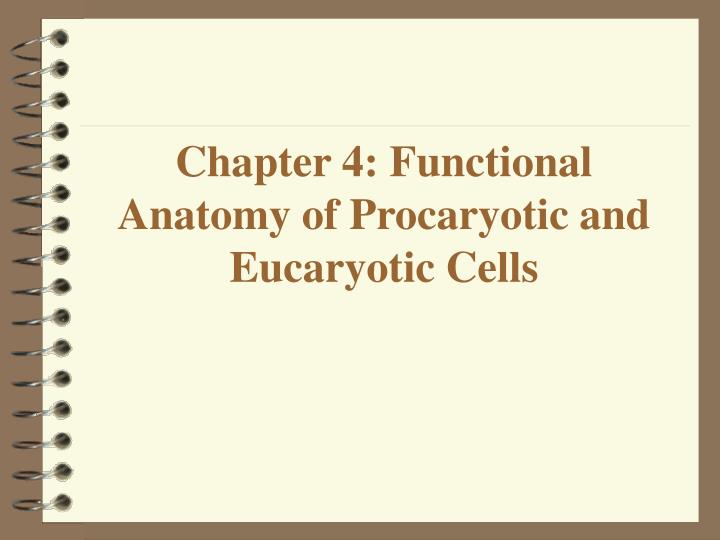 chapter 4 functional anatomy of procaryotic and eucaryotic cells