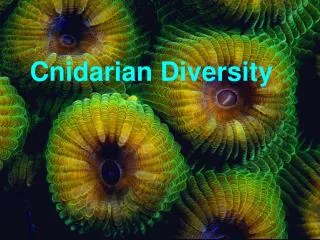 Cnidarian Diversity