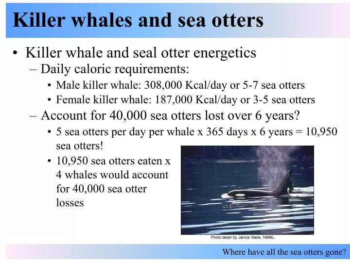 killer whales and sea otters