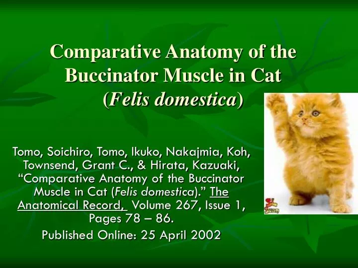 comparative anatomy of the buccinator muscle in cat felis domestica