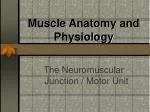 Muscle Anatomy and Physiology