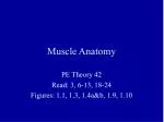 Muscle Anatomy - slide 1