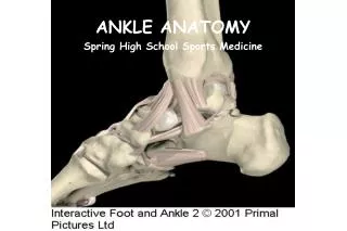 ANKLE ANATOMY