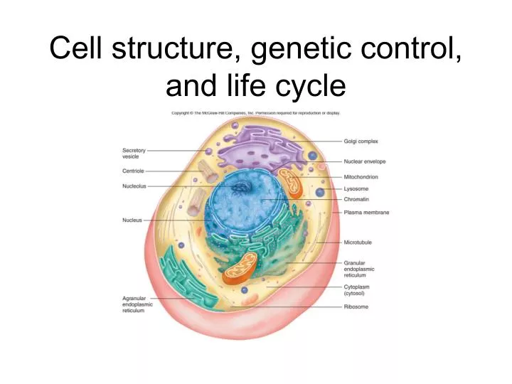 cell structure genetic control and life cycle
