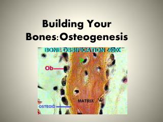 Building Your Bones:Osteogenesis