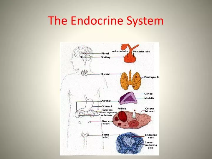 the endocrine system