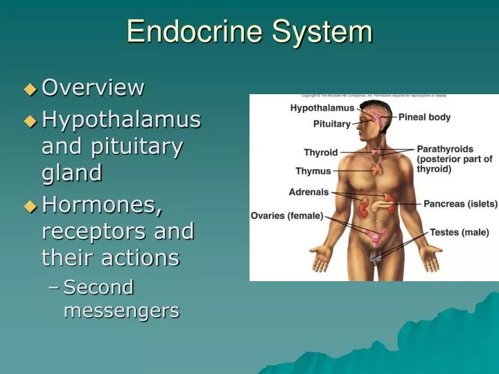 endocrine system