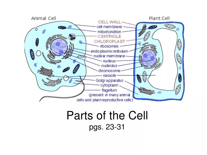 parts of the cell pgs 23 31