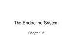 The Endocrine System - slide 1