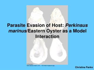 Parasite Evasion of Host: Perkinsus marinus /Eastern Oyster as a Model Interaction