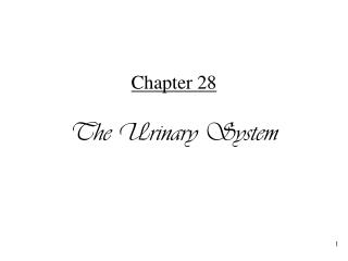 Chapter 28 The Urinary System