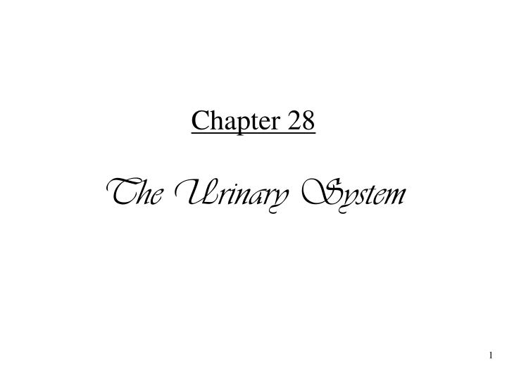 chapter 28 the urinary system