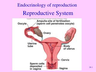 Endocrinology of reproduction