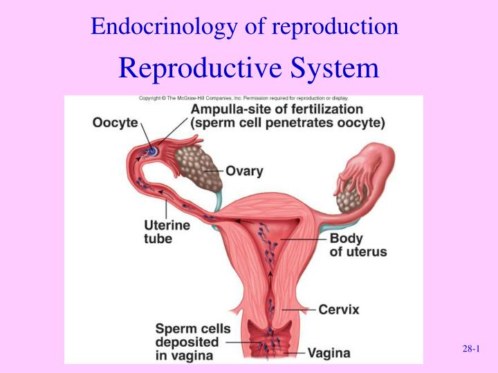 endocrinology of reproduction