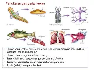 Pertukaran gas pada hewan