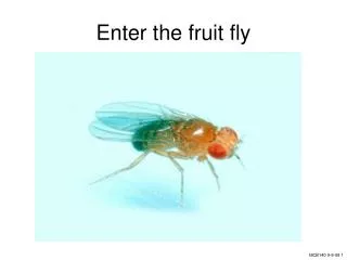 Enter the fruit fly