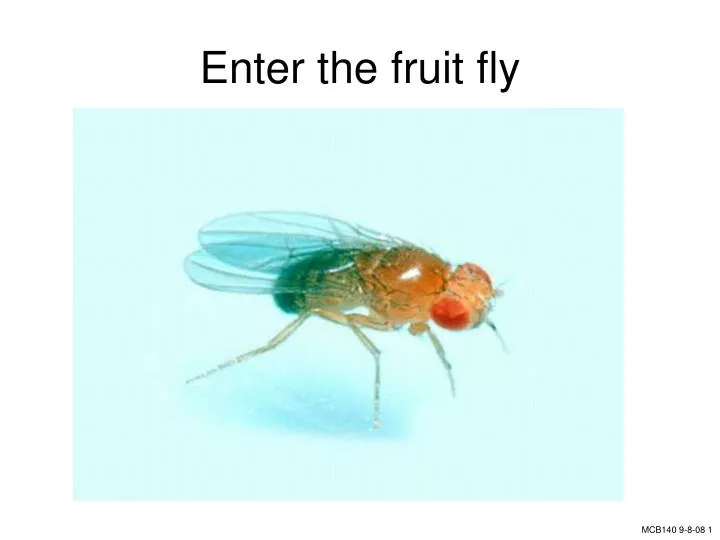 enter the fruit fly