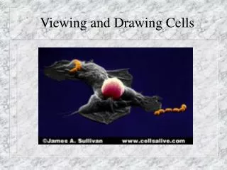 Viewing and Drawing Cells