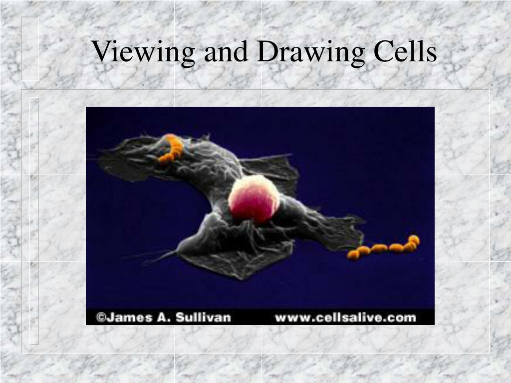 Cell Viewig PPT - Viewing and Drawing Cells PowerPoint Presentation, free download ...
