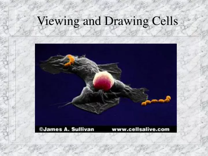 viewing and drawing cells