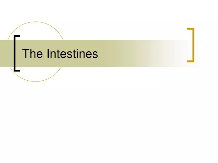 the intestines