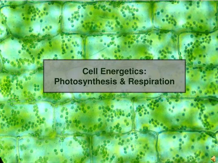 cell energetics photosynthesis respiration