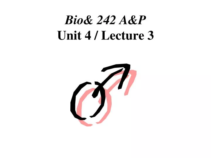 bio 242 a p unit 4 lecture 3