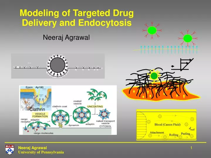 modeling of targeted drug delivery and endocytosis