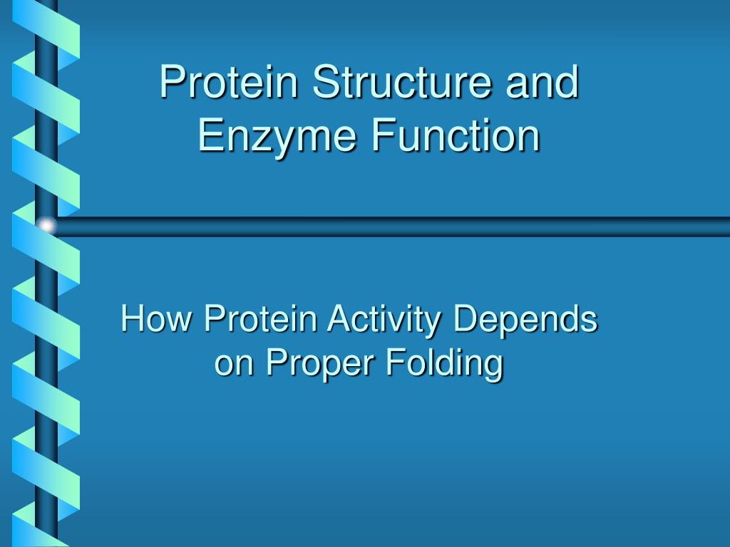 PPT - Protein Structure and Enzyme Function PowerPoint Presentation ...