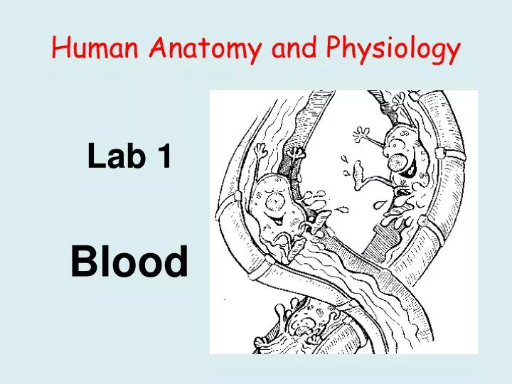 human anatomy and physiology