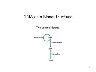 DNA as a Nanostructure The central dogma: