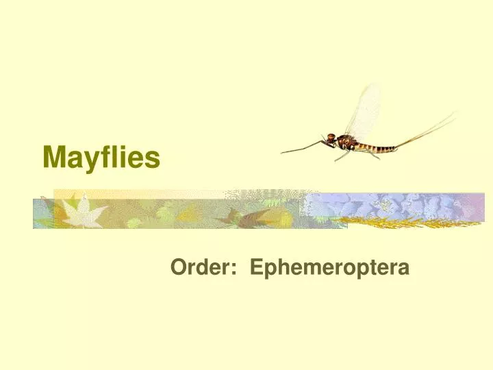 mayflies