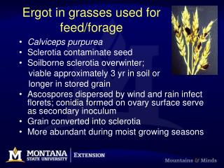 Ergot in grasses used for feed/forage