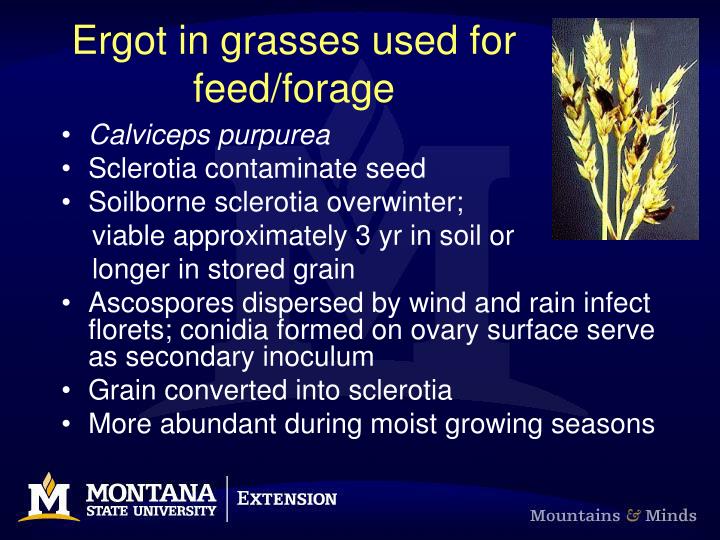 ergot in grasses used for feed forage