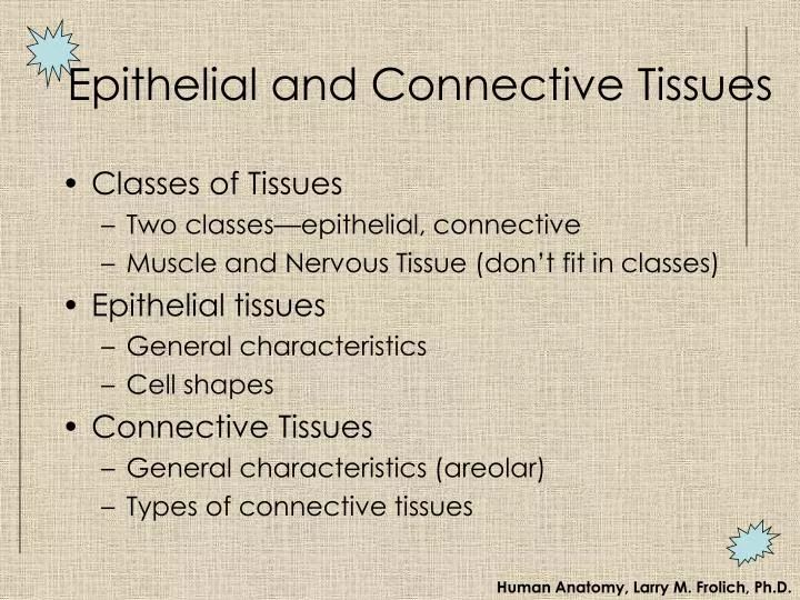 epithelial and connective tissues