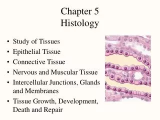 Chapter 5 Histology