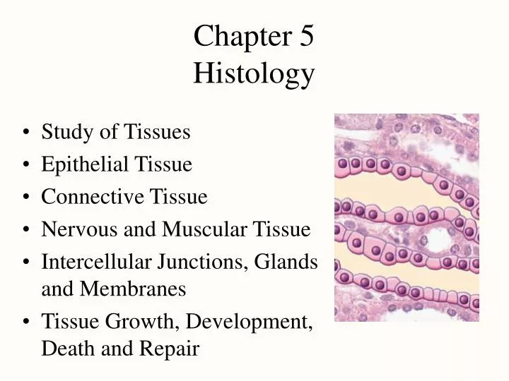 chapter 5 histology