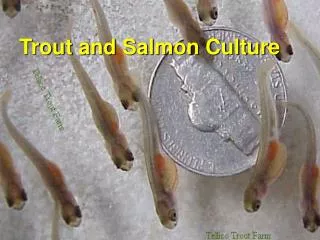 Trout and Salmon Culture