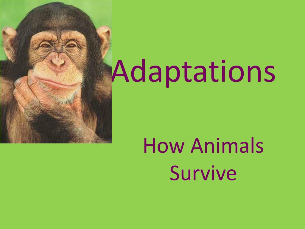 PPT - Adaptations PowerPoint Presentation, free download - ID:309181
