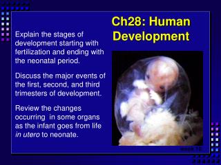 Ch28: Human Development